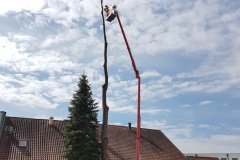 Baumpflege auch in großer Höhe